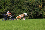 2 Shetland Ponies