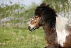 running Shetland Pony