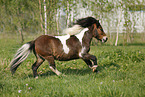running Shetland Pony