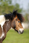 Shetland Pony