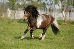 running Shetland Pony