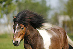 Shetland Pony
