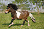 running Shetland Pony
