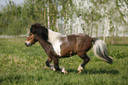 running Shetland Pony