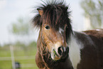 Shetland Pony
