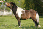Shetland Pony on meadow