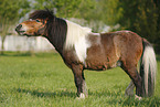 Shetland Pony on meadow