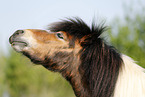 Shetland Pony