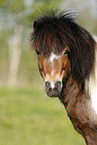 Shetland Pony