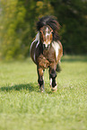 running Shetlandpony