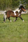 running Shetlandpony