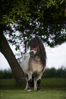 Shetland Pony