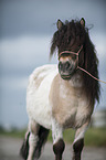 Shetland Pony