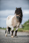Shetland Pony