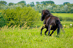 galloping Shetland Pony