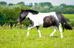 trotting Shetland Pony