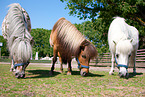 Shetland Ponys