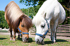 Shetland Ponys