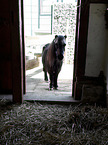 Shetland Pony