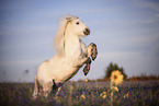 rising Shetland Pony
