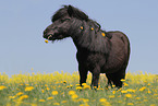 Shetland Pony