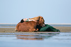 woman and Shetland Pony