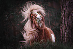 Shetland Pony Portrait