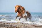 galloping Shetland Pony