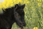 Shetland Pony Foal portrait