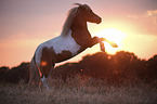 rising Shetland Pony