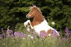 rising Shetland Pony