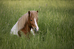 Shetland Pony portrait