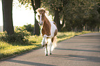 trotting Shetland Pony