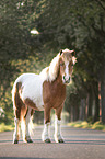 standing Shetland Pony