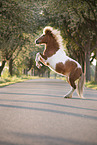 rising Shetland Pony