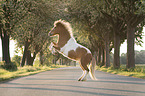 rising Shetland Pony