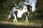 Shetlandpony