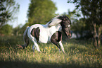 Shetlandpony