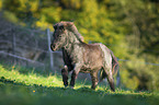 Shetlandpony