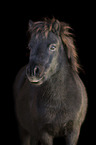 Shetlandpony Portrait