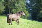 Shetlandpony