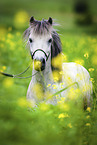 Shetlandpony