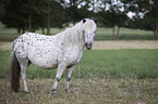 standing Shetlandpony