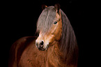 Shetland Pony portrait