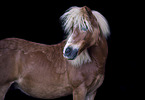 Shetland Pony
