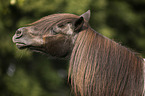 Shetland Pony portrait