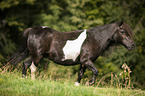 walking Shetland Pony
