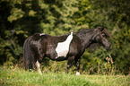 standing Shetland Pony