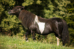 walking Shetland Pony