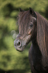 Shetland Pony portrait